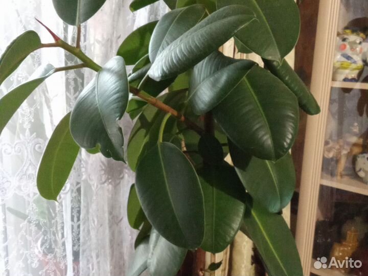 Фикус Эластика