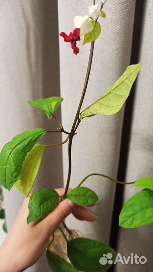 Клеродендрум томсона