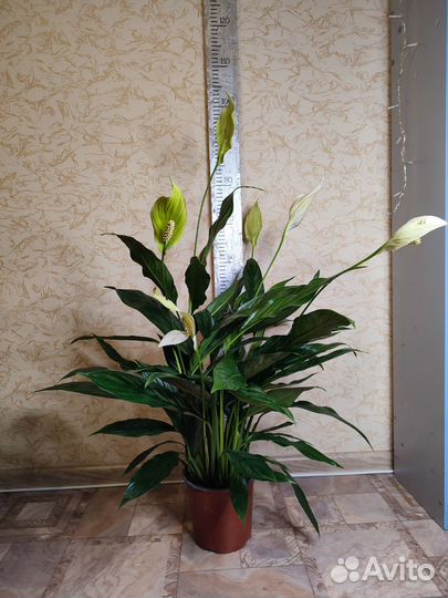 Спатифиллум пестрый