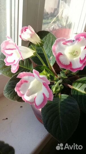 Фиалка.Глоксиния и др