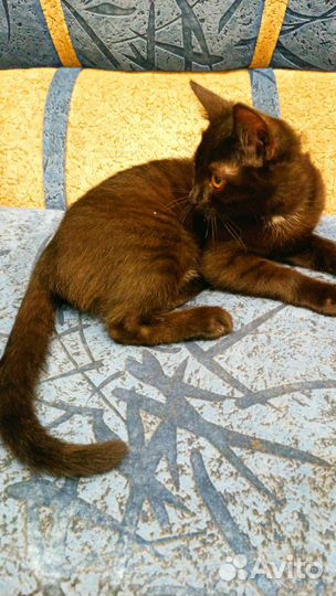 Котёнок девочка