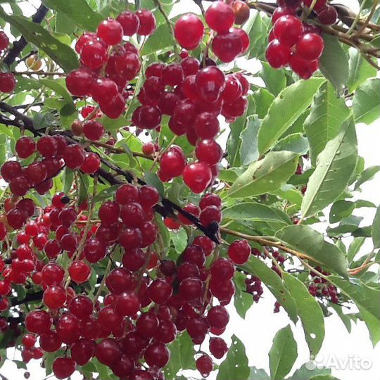 Красная черемуха Виргинская