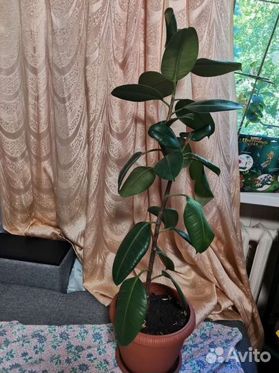 Фикус каучуконосный