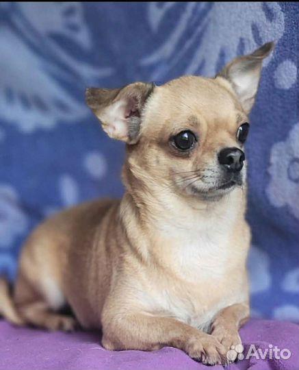 Чихуахуа ищет дом