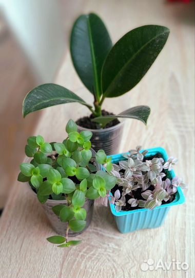 Набор комнатнвх растений