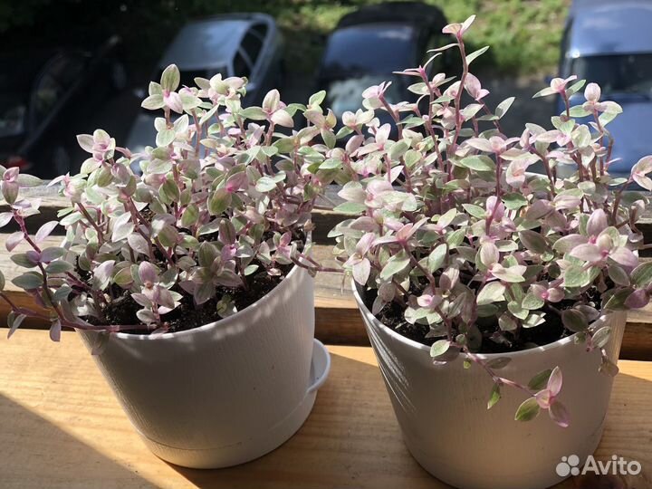 Каллизия розовая пантера