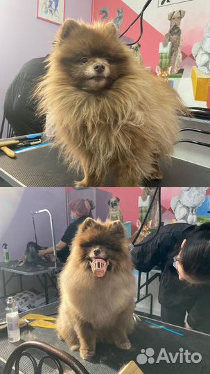 Грумер стрижка собак с выездом на дом