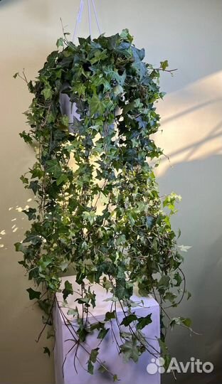 Плющ хедера оптом