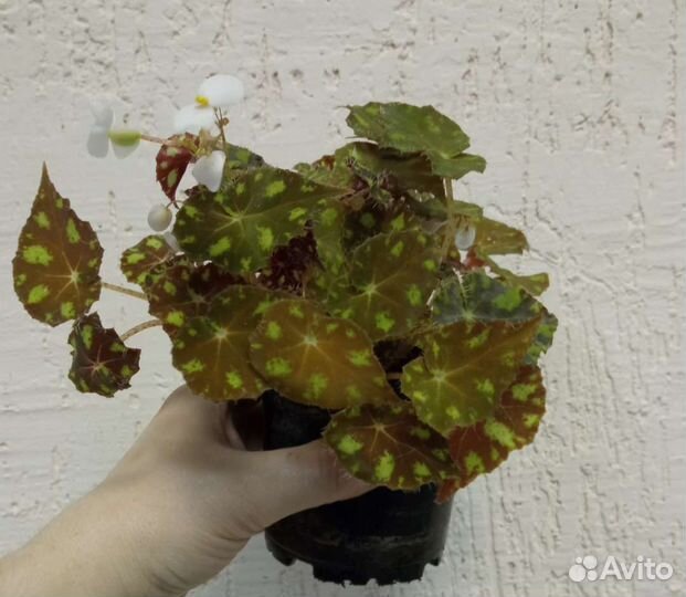 Бегония тигровая бауэра