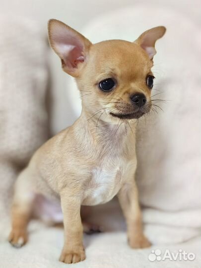 Щенки чихуахуа