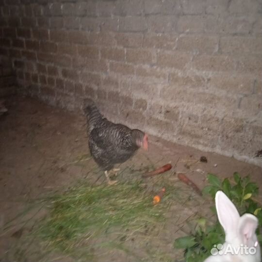 Курочки несушки, кролики