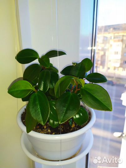 Комнатные растения