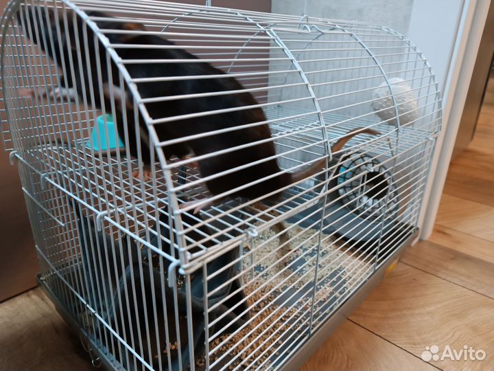 Крыса дамбо