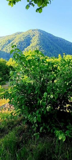 Участок 15 сот. (ИЖС)