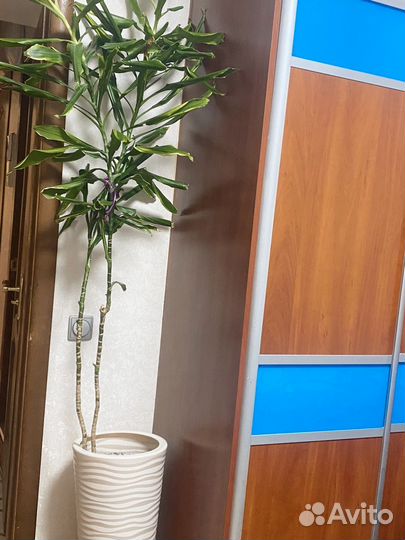 Драцена душистая