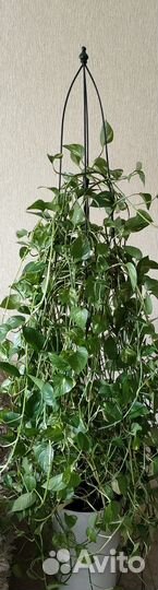 Эпипремнум