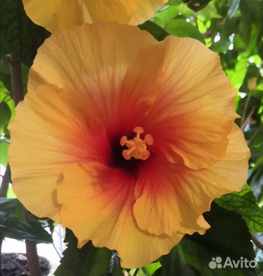 Гибискусы сортовые срез