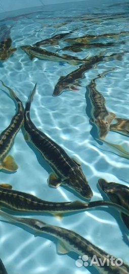 Царская рыба