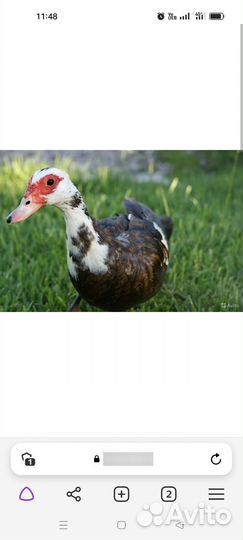 Мускусные утки тяжелые линии