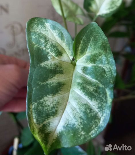 Сингониумы