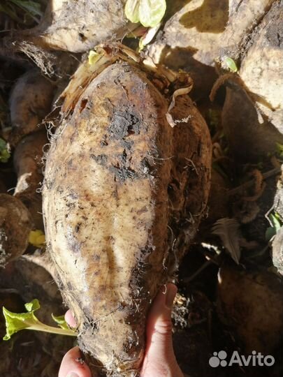 Свекла кормовая