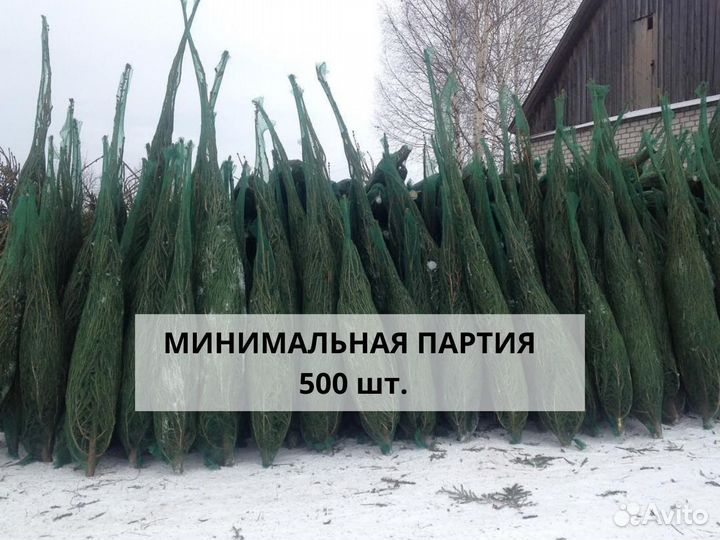 Новогодние сосны оптом