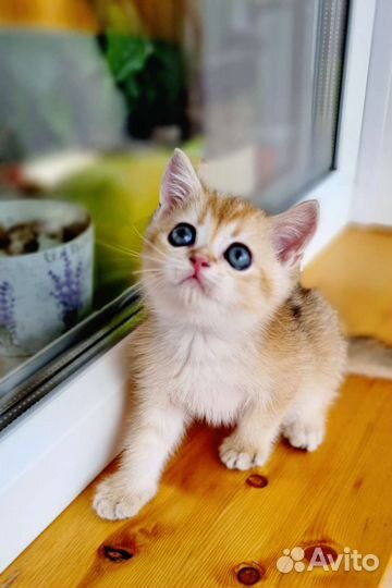 Золотая шиншилла мальчик с родословной