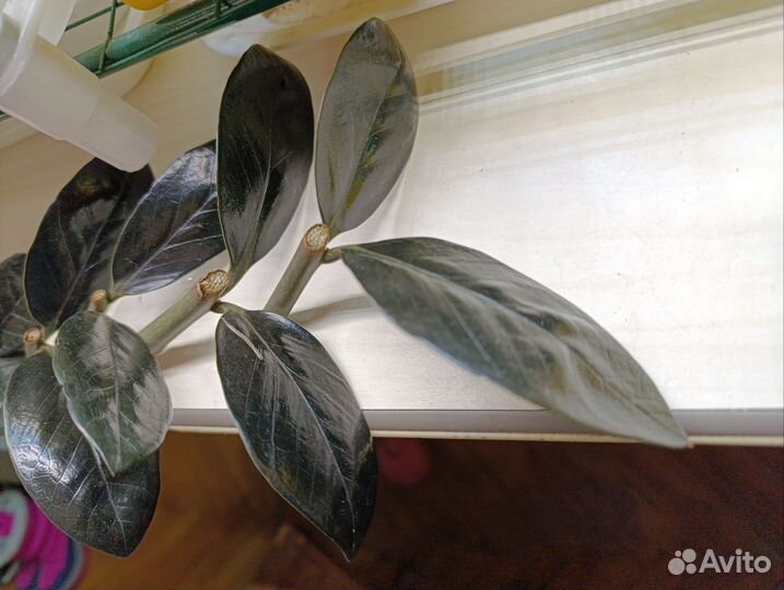 Срез замиокулькас черный raven