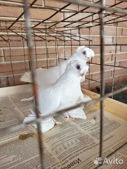 Голуби Гульбадам