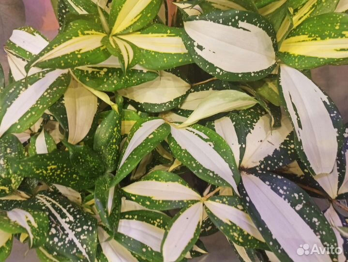 Драцена суркулоза Милки вей (Годсеффа)