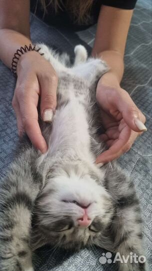 Милейший котёнок