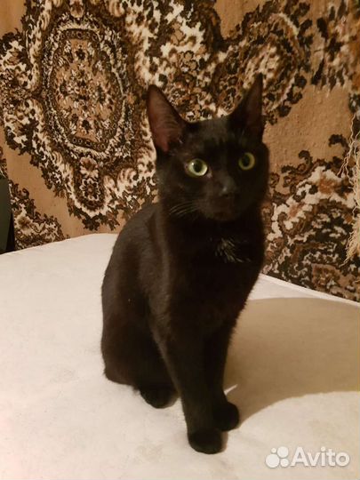 Кошка