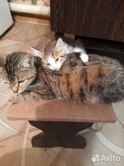 Котик в добрые руки