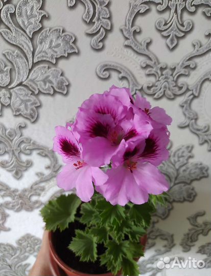 Королевская пеларгония