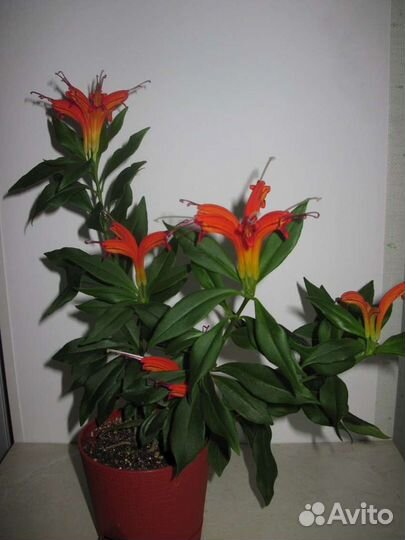 Эсхинантусы Колумнея Кодонанта Гипоцирта