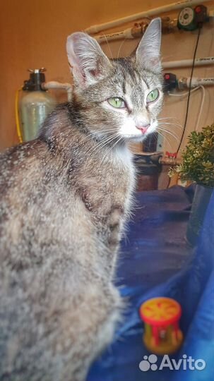 Кошка в дар