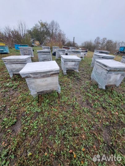 Пустой улей