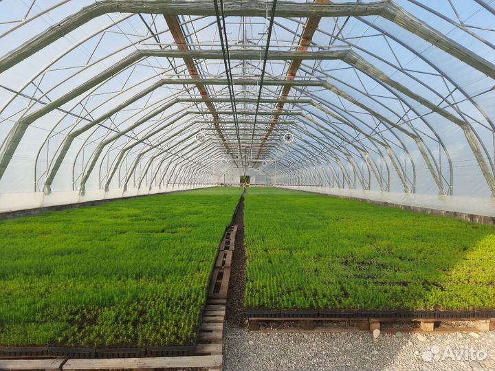 Сеянцы Сосны обыкновенной с зкс (2 лср)