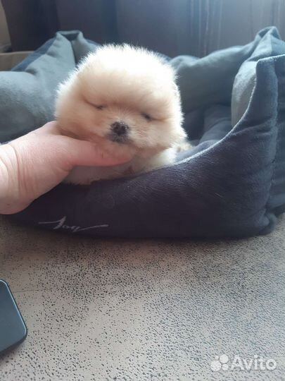 Мишки малышки