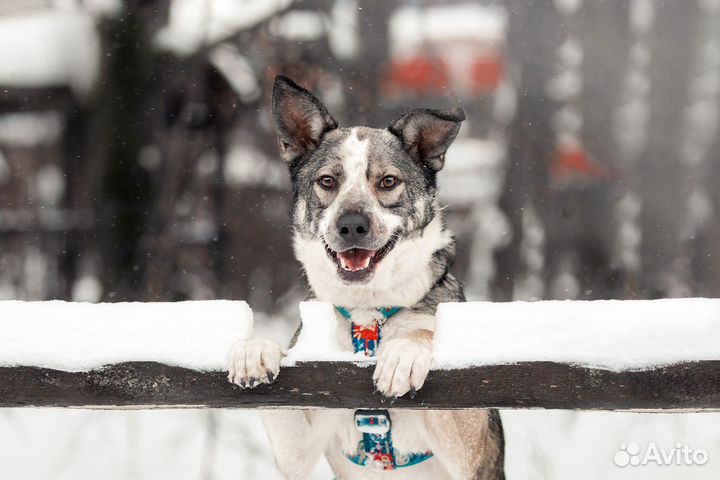 Собака в добрые руки