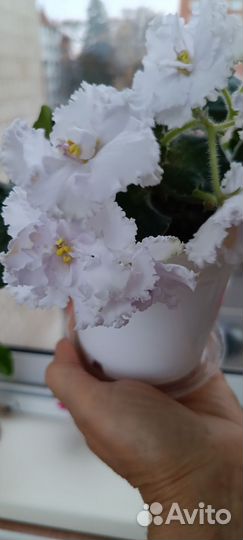 Фиалка белая