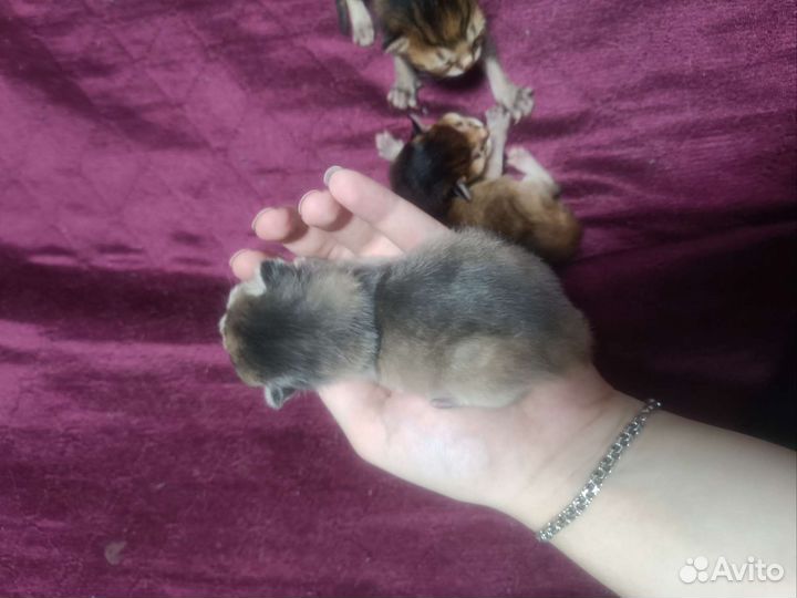 Абиссинские котята
