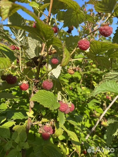 Малина лесная