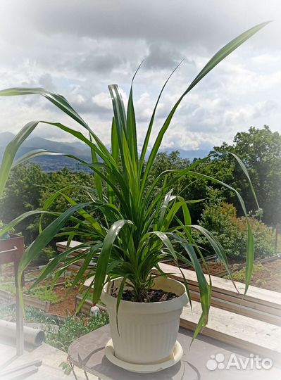 Молочай трехгранный