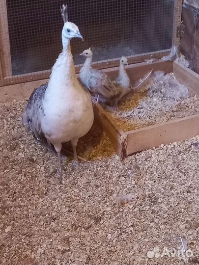 Черноплечий павлин,суматра,амераукана