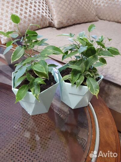 Фикус Бенджамина