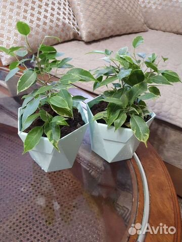 Фикус Бенджамина