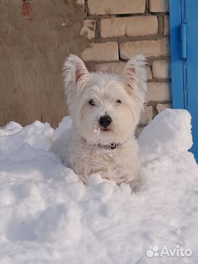 Выгул собак