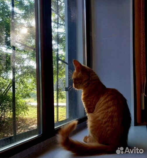 Кошка в дар бесплатно
