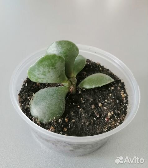 Адромискус Купера. Adromischus. Суккулент